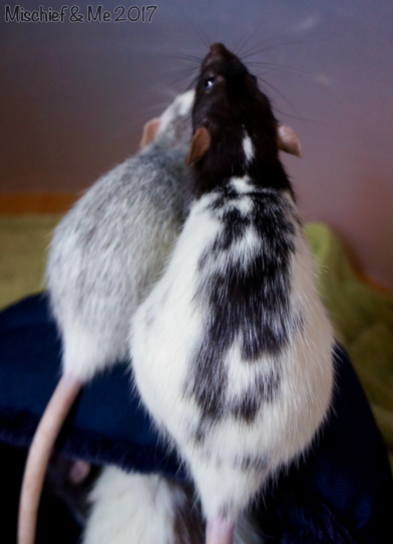 with her sister Rocket